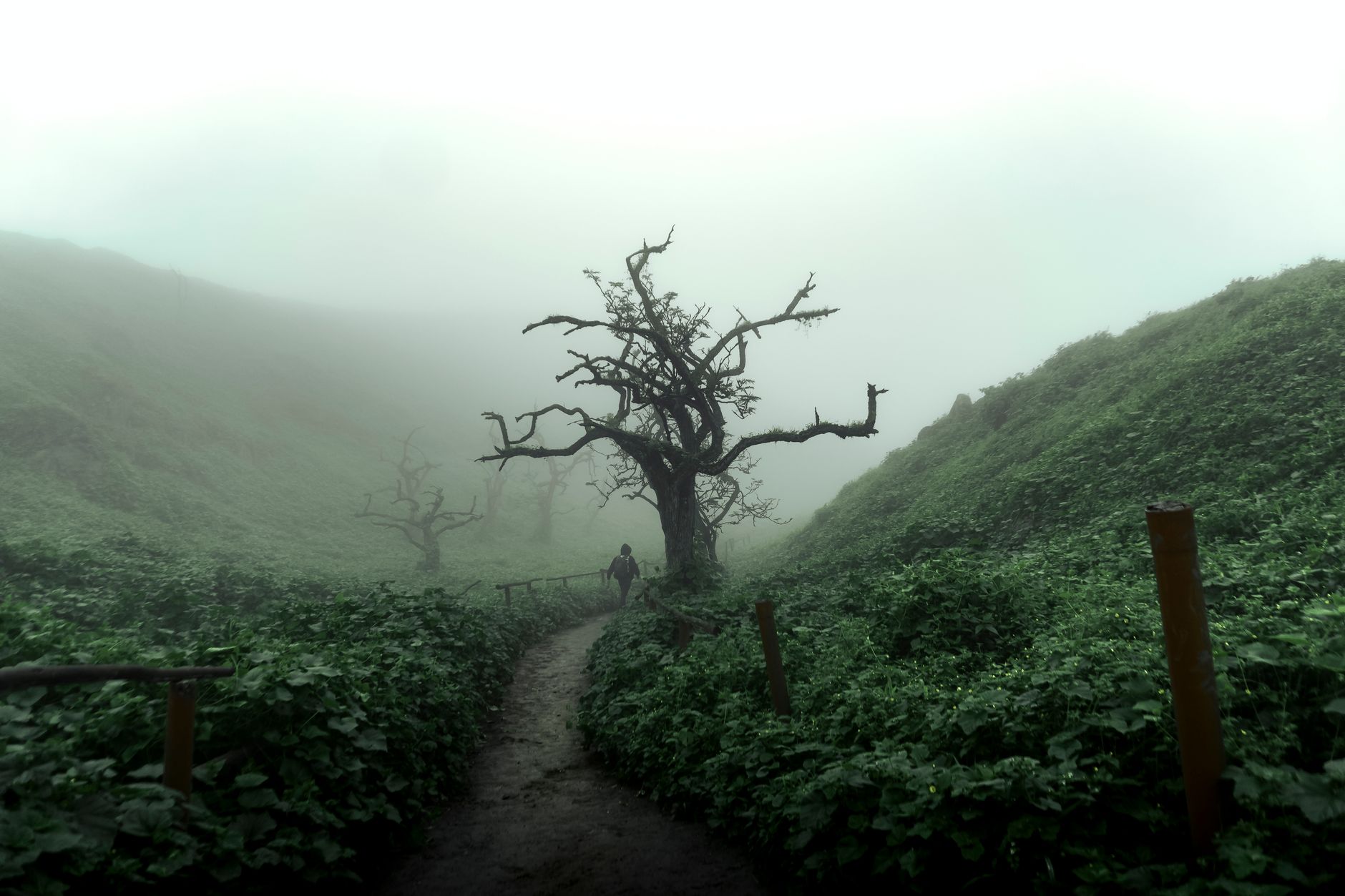 Traveler walking through misty ancient temple grounds
