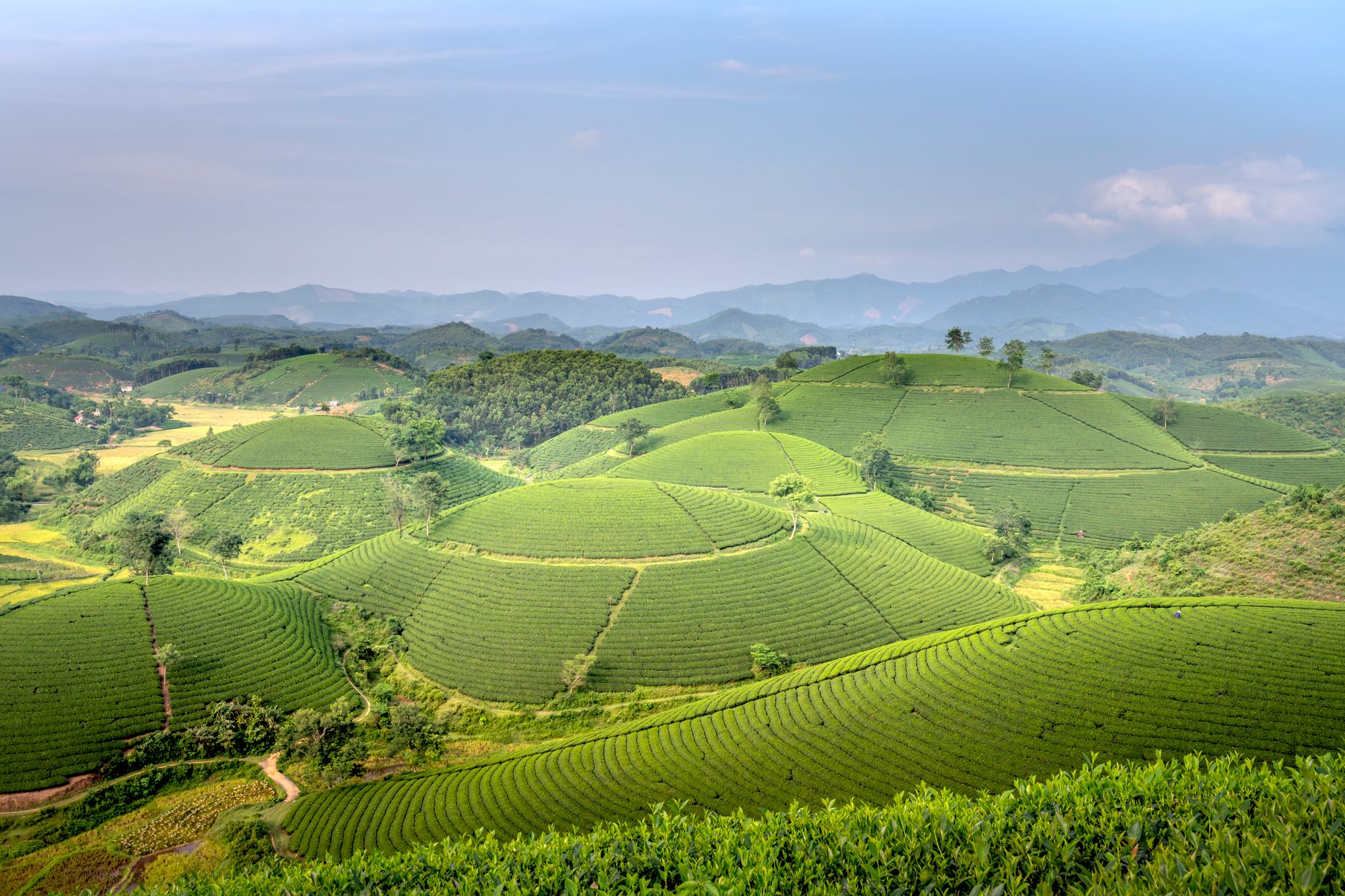 Landscape of terraced green tea fields